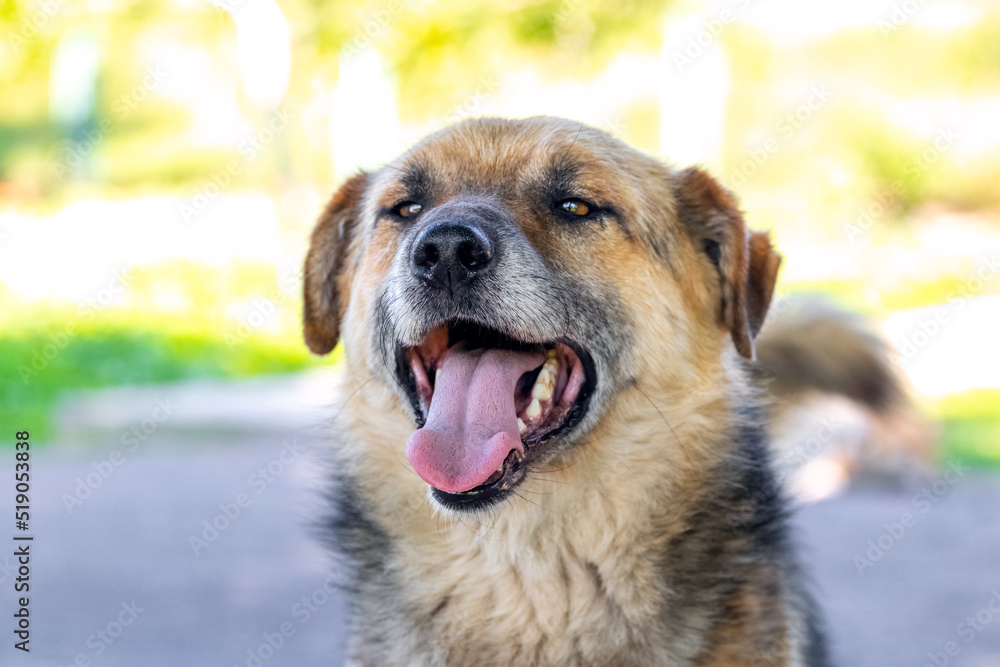 Big brown dog with open mouth in summer during the heat Big brown dog with open mouth in summer during the heat