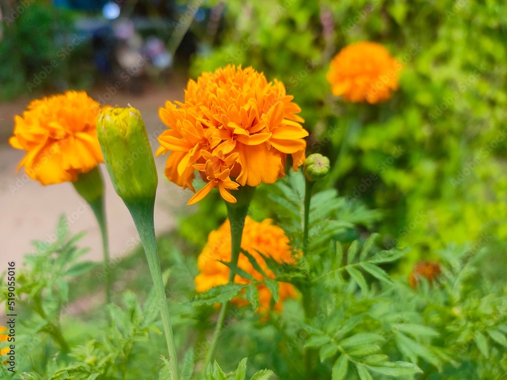 Yellow flowers, auspicious flowers, indicate wealth and prosperity. Yellow flowers, auspicious flowers, indicate wealth and prosperity.