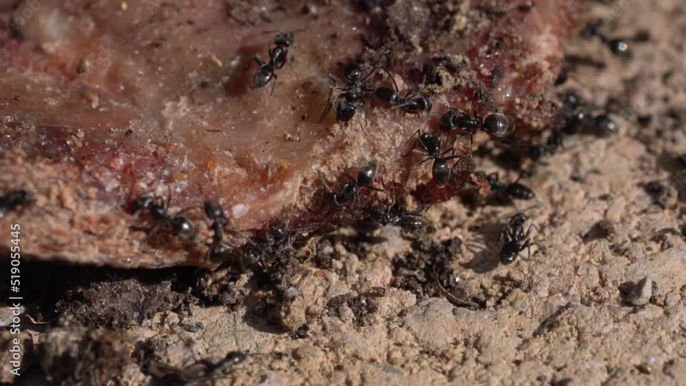 Group Of Black Ants On Spoiled Meat. Close Up, Macro Group Of Black Ants On Spoiled Meat. Close Up, Macro