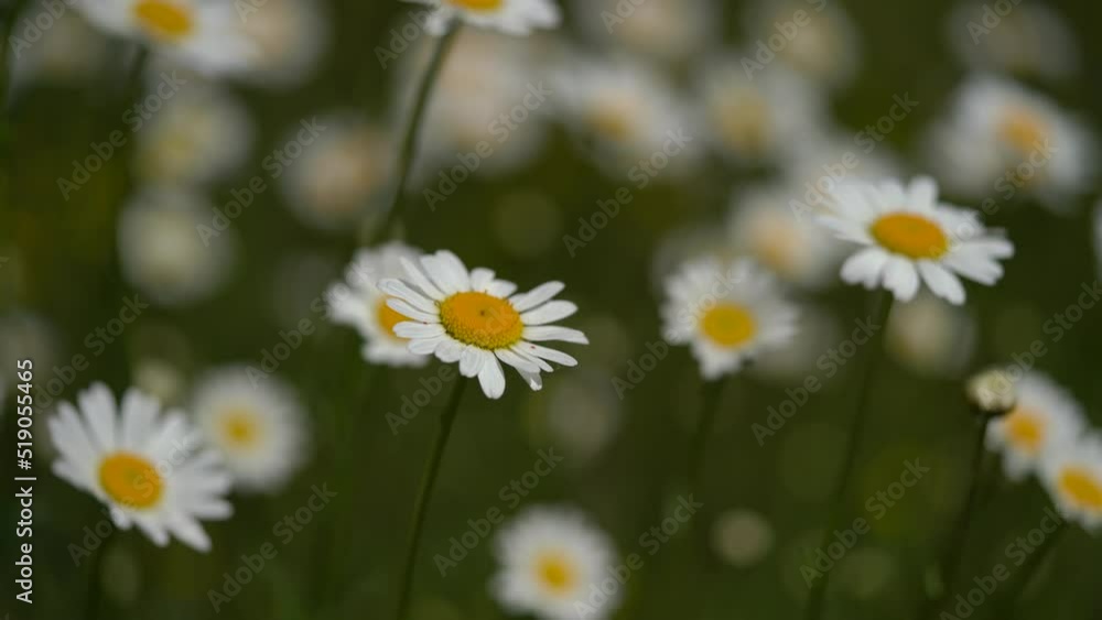 Beautiful White Daisy Flowers In Shallow Depth Of Field. Selective Focus Shot Beautiful White Daisy Flowers In Shallow Depth Of Field. Selective Focus Shot