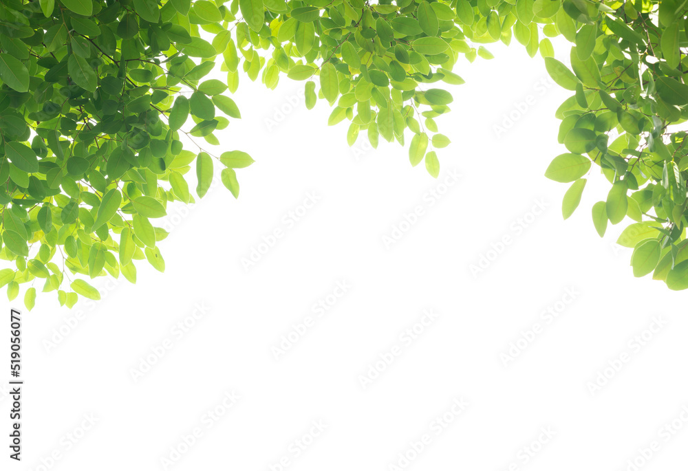 fresh green leaves frame white background fresh green leaves frame white background