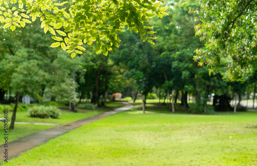 Fototapeta Naklejka Na Ścianę i Meble -  fresh green leaves frame blur background