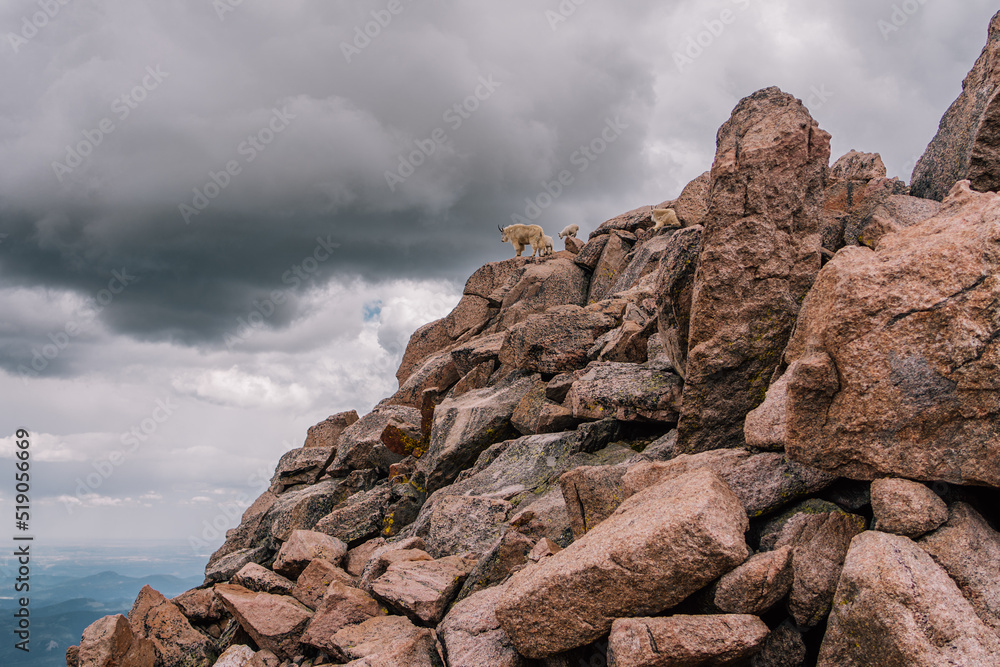 Mountain Goats - Colorado Nature Photography in the Summer