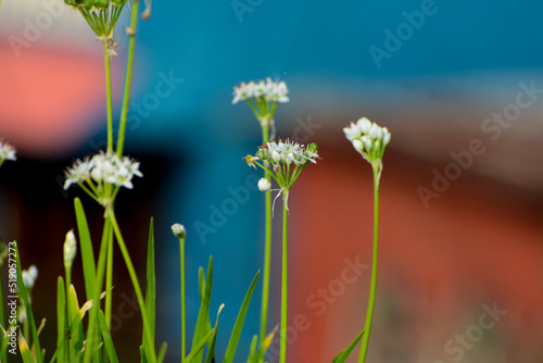 Close up Chinese Chive flower or Nakupi in Manipuri growing in the garden photo