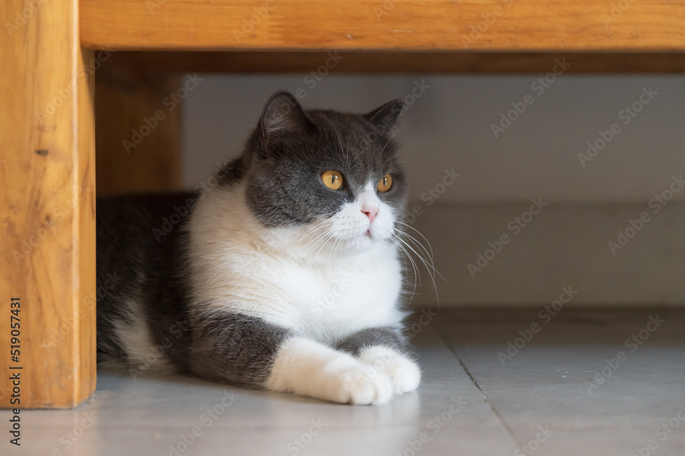 British Shorthair cat lying under the table British Shorthair cat lying under the table