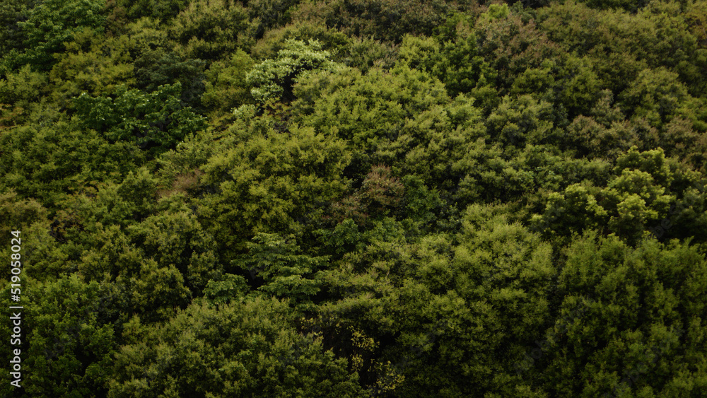 緑　森　自然　美しさ　木々　日本