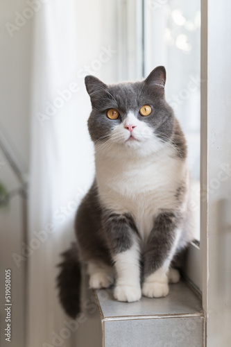 British Shorthair cat sitting on the windowsill