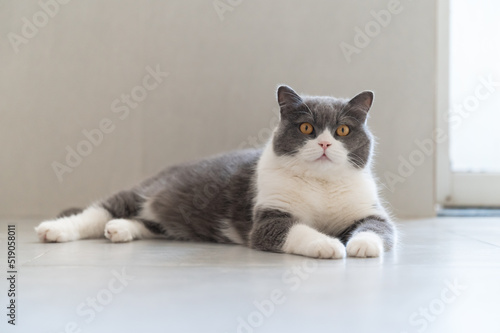 British Shorthair cat lying on the floor © chendongshan