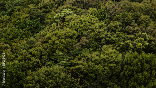 緑 森 自然 美しさ 木々 日本