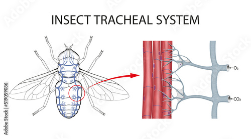 The Structure of the Tracheae of Insects © Aldona