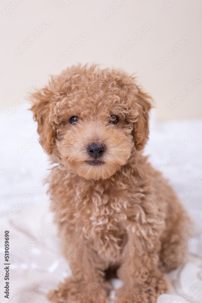 Poodle Poodle