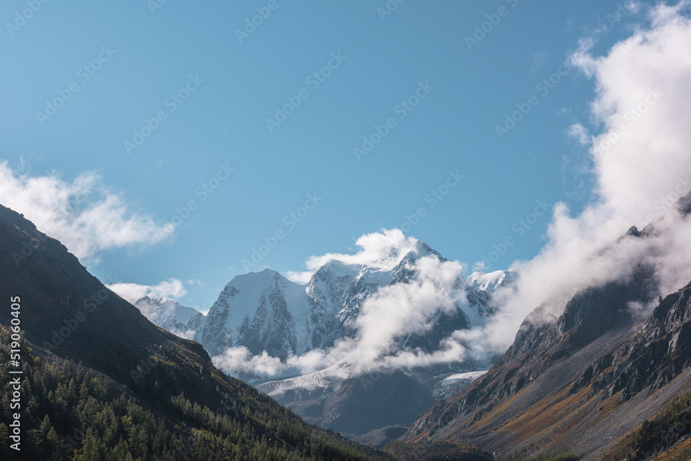 Scenic landscape with forest in autumn mountain valley against large snow mountains in low clouds in morning sunlight. Spruces on hillside with view to sunlit high snowy mountain range in low clouds.