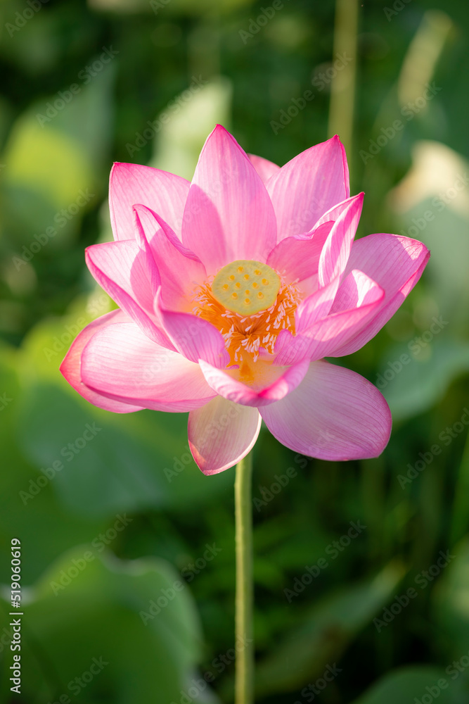 夏の早朝に咲いた蓮の花のクローズアップ 夏の早朝に咲いた蓮の花のクローズアップ