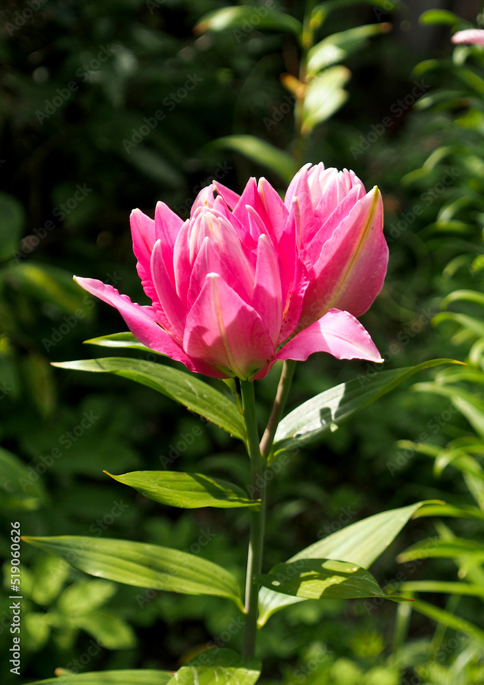 Beautiful pink double lily at the beginning of flowering Beautiful pink double lily at the beginning of flowering