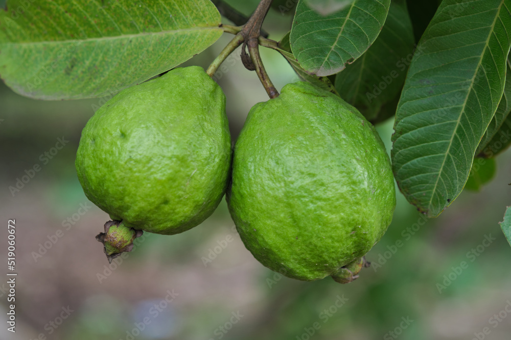 Organic guava fruit. green guava fruit hanging on tree in agriculture farm of India in harvesting season, This fruit contains a lot of vitamin C. Organic guava fruit. green guava fruit hanging on tree in agriculture farm of India in harvesting season, This fruit contains a lot of vitamin C.