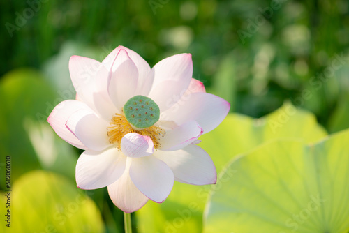 夏の早朝に咲いた蓮の花