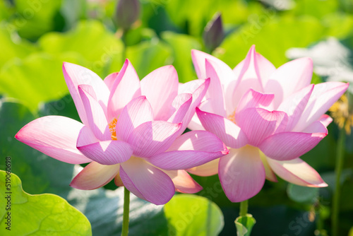夏の早朝に咲いた蓮の花