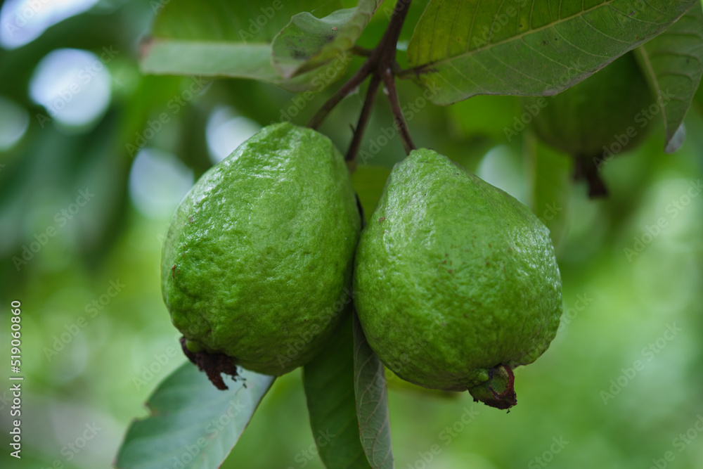 Organic guava fruit. green guava fruit hanging on tree in agriculture ...