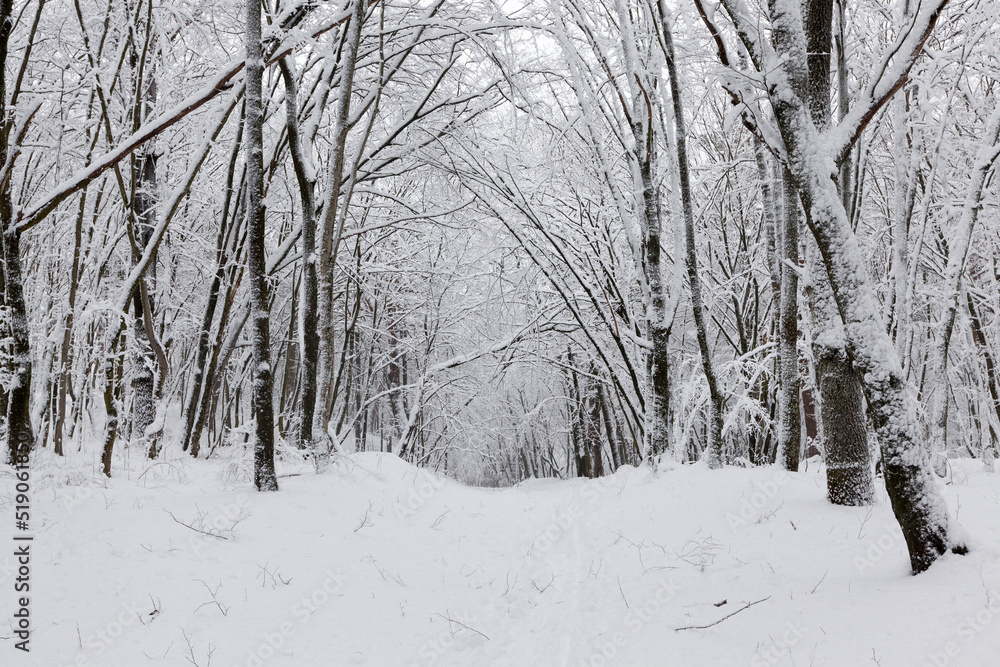 deciduous trees in winter after a snowfall deciduous trees in winter after a snowfall