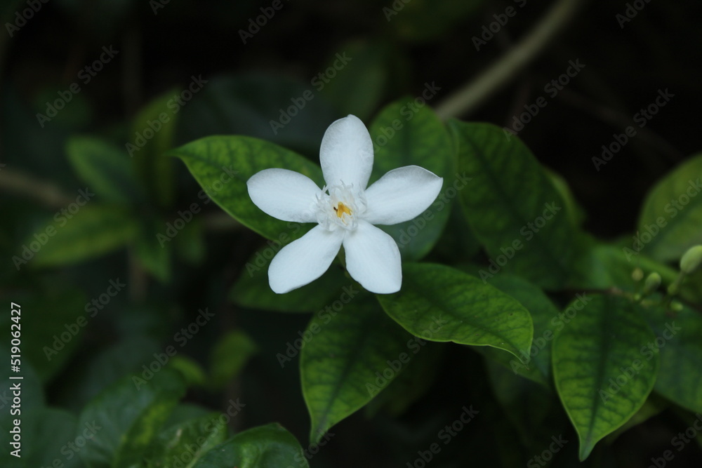 White Angel Flower White Angel Flower