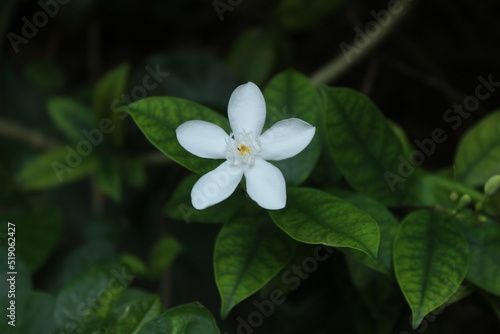 White Angel Flower © Denuwan