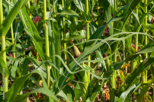 an agricultural field where unripe green corn grows