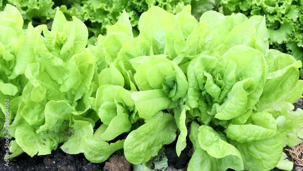 green lettuce leaves grow on beds in the garden green lettuce leaves grow on beds in the garden