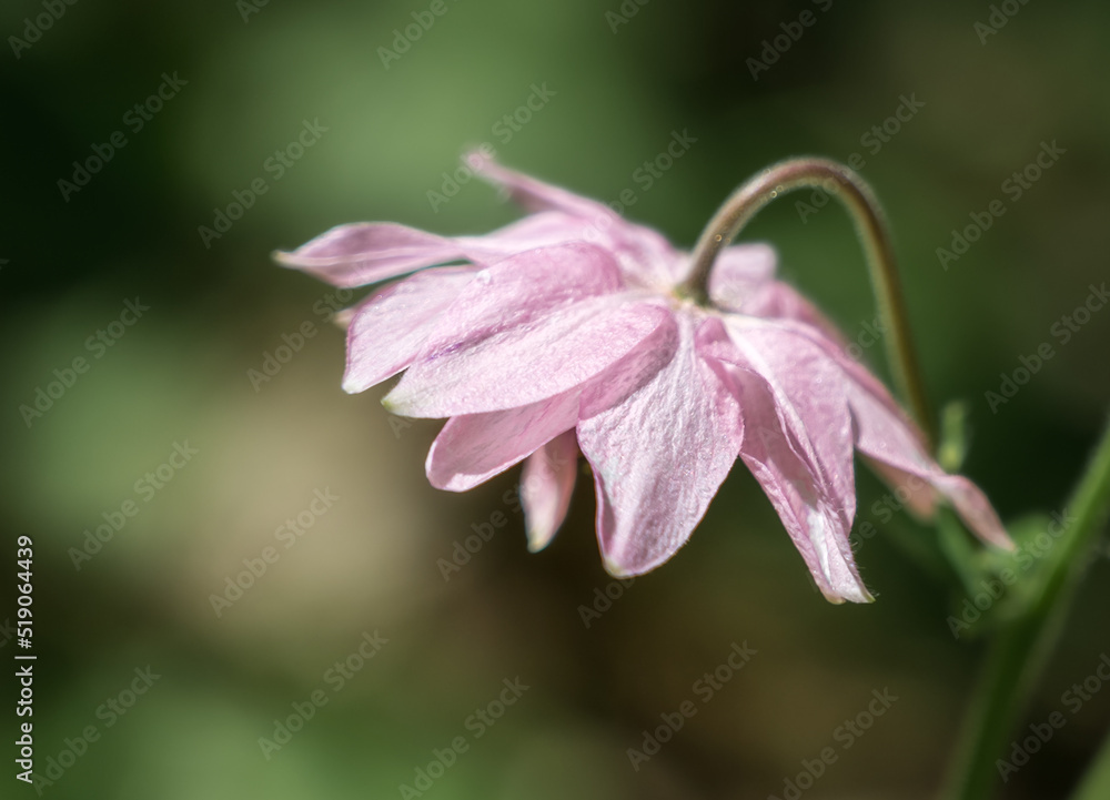 Flower of the field catchment during flowering in summer. Close-up. Flower of the field catchment during flowering in summer. Close-up.