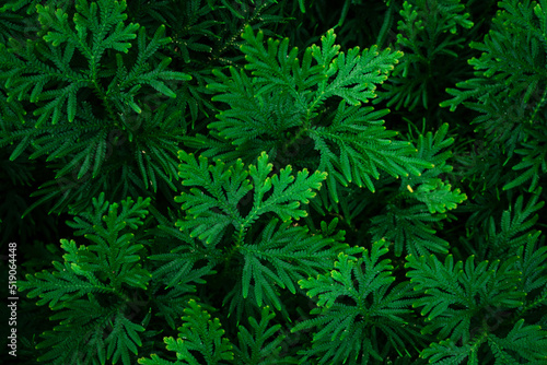 closeup nature view of fernl leaves background, dark nature concept