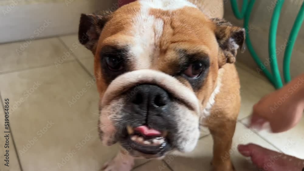 Bulldog pet owner gently rub and clean its pup's ugly wrinkly face with water and its little ear to maintain its health and hygiene wellness, dog cleaning and grooming close up shot. Bulldog pet owner gently rub and clean its pup's ugly wrinkly face with water and its little ear to maintain its health and hygiene wellness, dog cleaning and grooming close up shot.