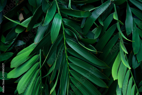 closeup nature view of palm leaves background, dark nature concept