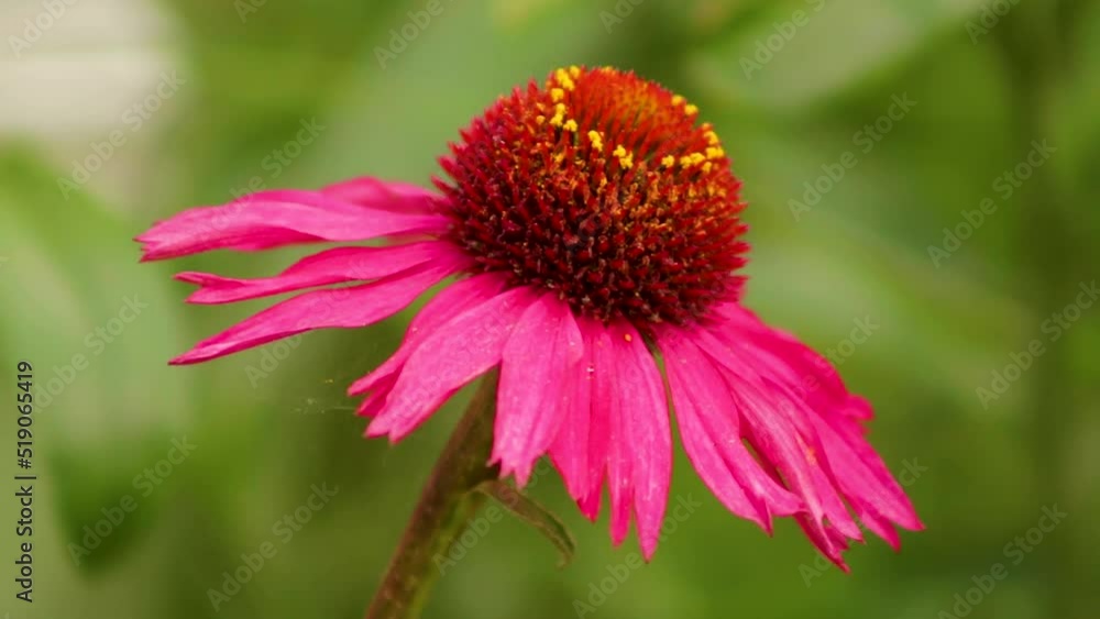 Close up of a red Echinacea flower growing in an English cottage garden Close up of a red Echinacea flower growing in an English cottage garden