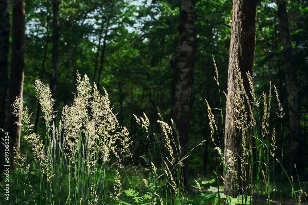 Obraz premium Blooming herbs in the forest natural sunlight, selective focus, horizontal background for wallpaper or forest ecosystem banner. Screensaver idea about climate change issues