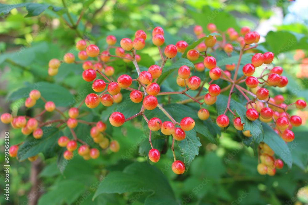 Obraz premium beautiful sprig of viburnum beautiful background