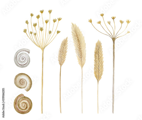 Hand-drawn golden dried spikelets, wild herbs, and snail shells isolated on a white background. Rustic watercolour sketches 