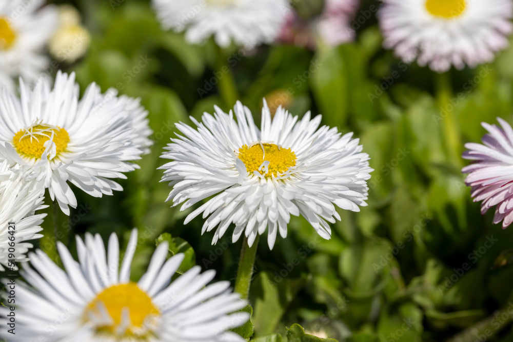 white and red daisies on the field white and red daisies on the field