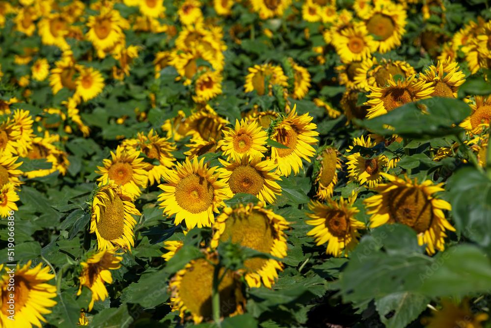 Obraz premium a sunflower field with a large number of sunflowers to increase the harvest of food