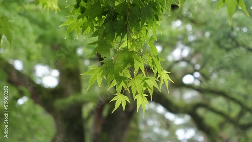 Forest after rain, Irohamomiji tree with drops dripping from leaves photo