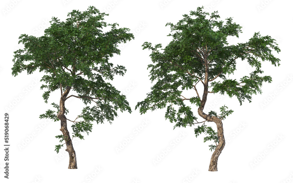 Shrubs and trees on a white background. Shrubs and trees on a white background.