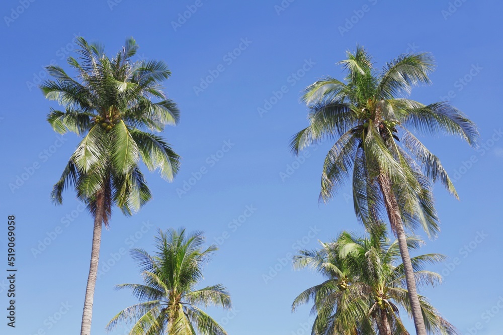 palm trees on blue sky