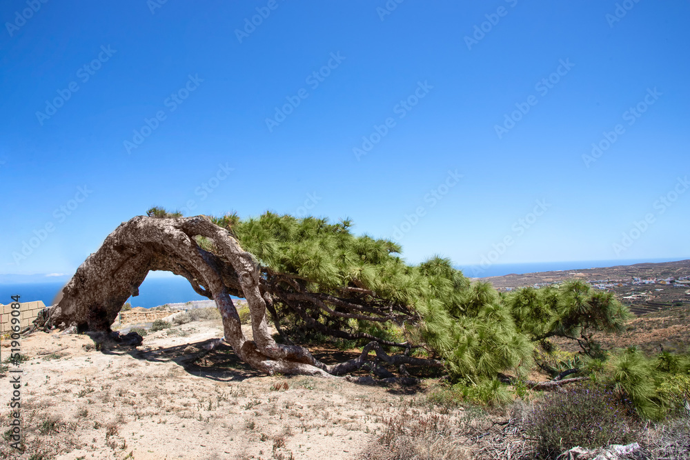 El Pino Esrengado or The Strenched Pine growing in Arico ,Tenerife Island, The name due to its particular shape and Pine is than 300 years old El Pino Esrengado or The Strenched Pine growing in Arico ,Tenerife Island, The name due to its particular shape and Pine is than 300 years old