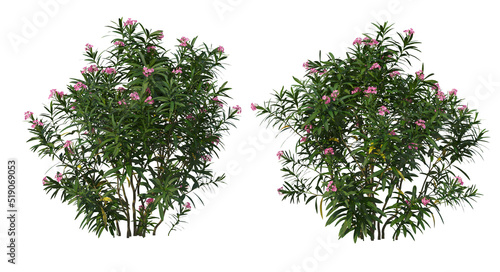 Shrubs and flowers on a white background.