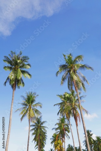 palm trees on the beach © Mallika