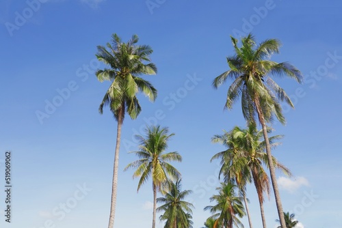 coconut tree © Mallika