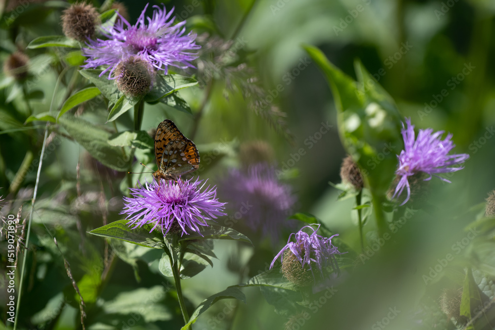 Brown and black butterfly, scientific name Argynnis Paphia, sitting on a purple blossom with green leaves Brown and black butterfly, scientific name Argynnis Paphia, sitting on a purple blossom with green leaves