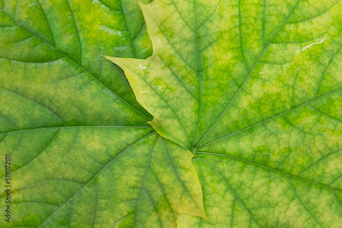 Maple yellow green leaves close-up. Natural background. Horizontal and vertical. Copy space