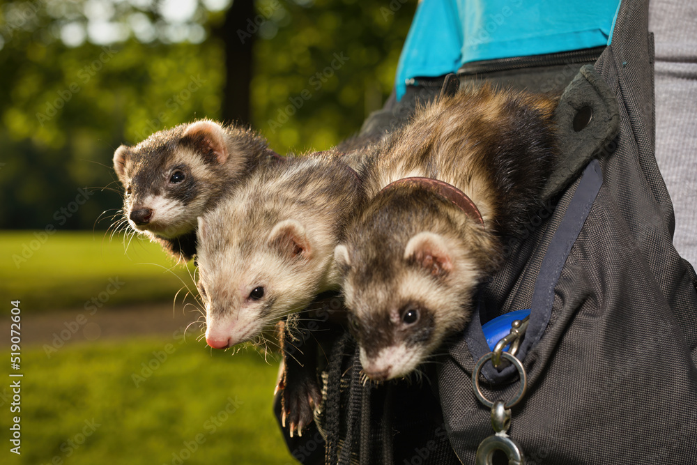 Group of ferrets relaxing in pouch during walk in park Group of ferrets relaxing in pouch during walk in park