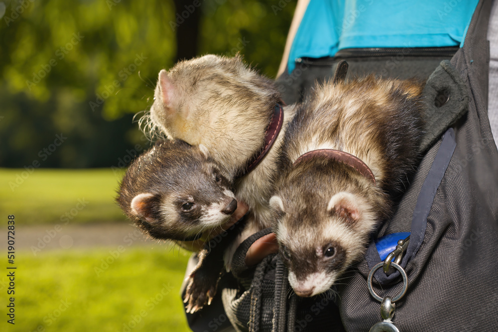 Ferret pouch sales