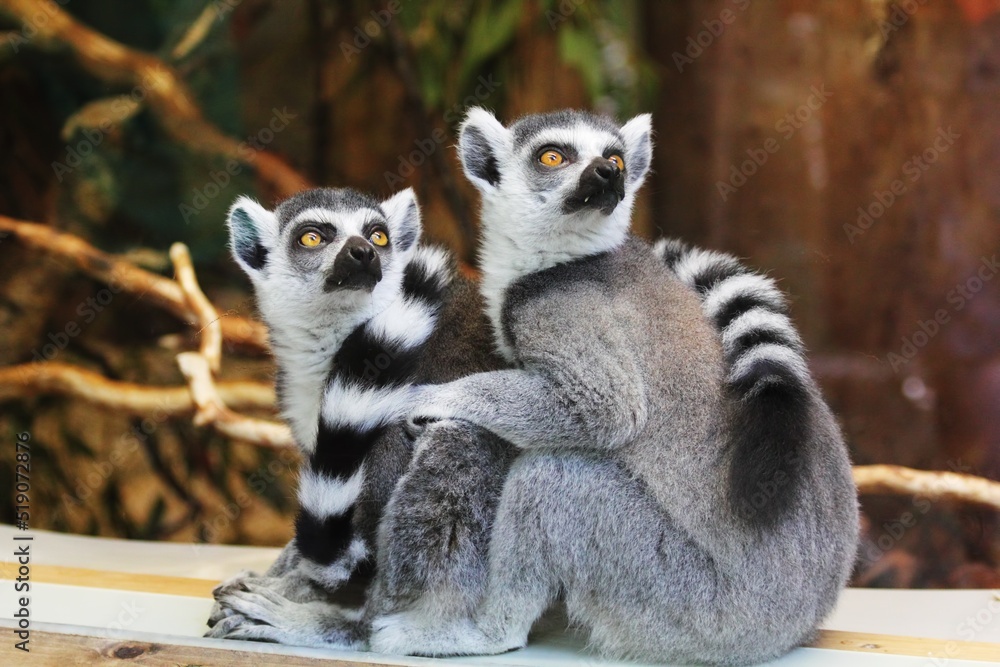 Fototapeta premium Animals