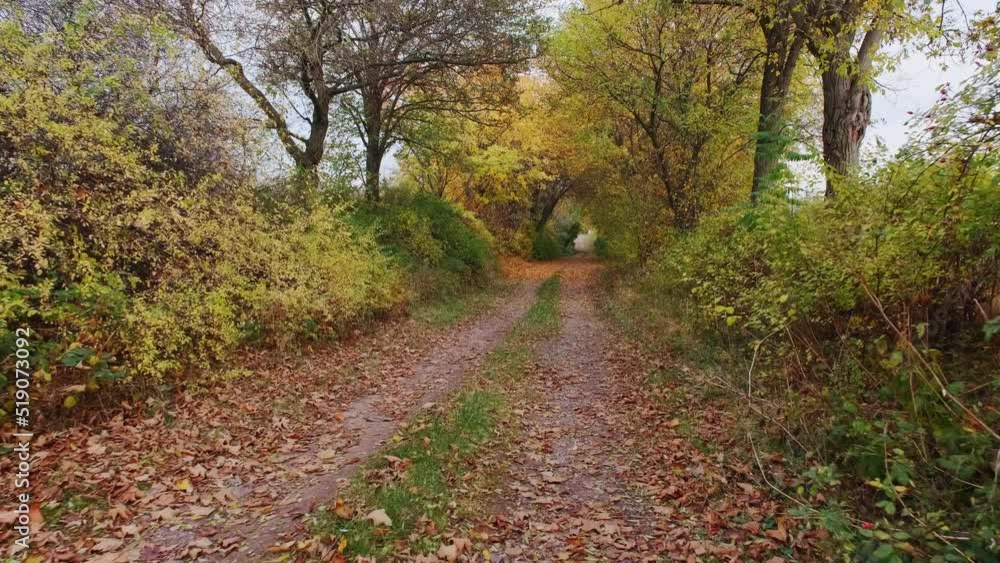 The camera moves in overcast day, above a forest dirt road among dense trees with yellow foliage